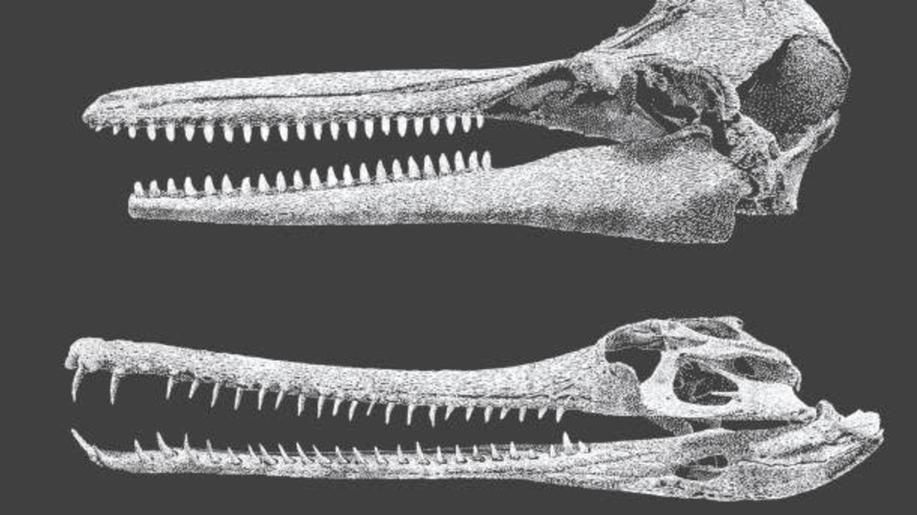 Vědci objevili největšího říčního delfína, vyhynul kvůli proměnám Amazonie
