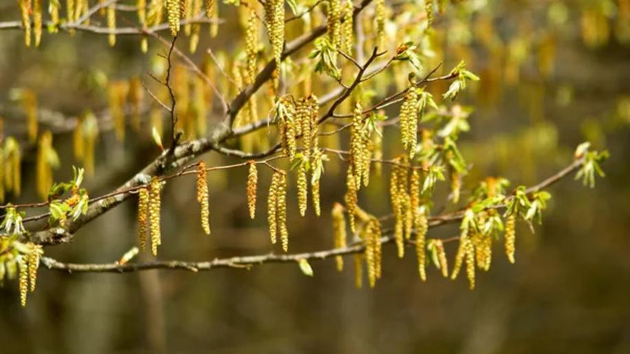 Meteorologové: Rozkvetly lísky, v polovině února tak začala pylová sezona Meteorologové: Rozkvetly lísky, v polovině února tak začala pylová sezona