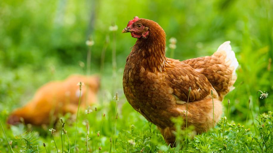 Odborná i obecná veřejnost na straně bezklecových chovů Odborná i obecná veřejnost na straně bezklecových chovů