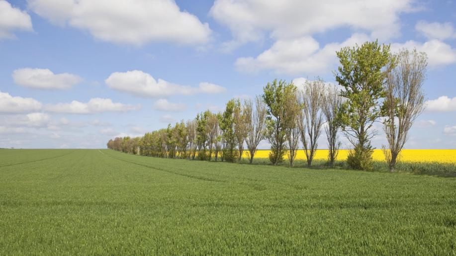 Výzkum: Topoly osikovitě na změny klimatu reagují odlišně na různých místech