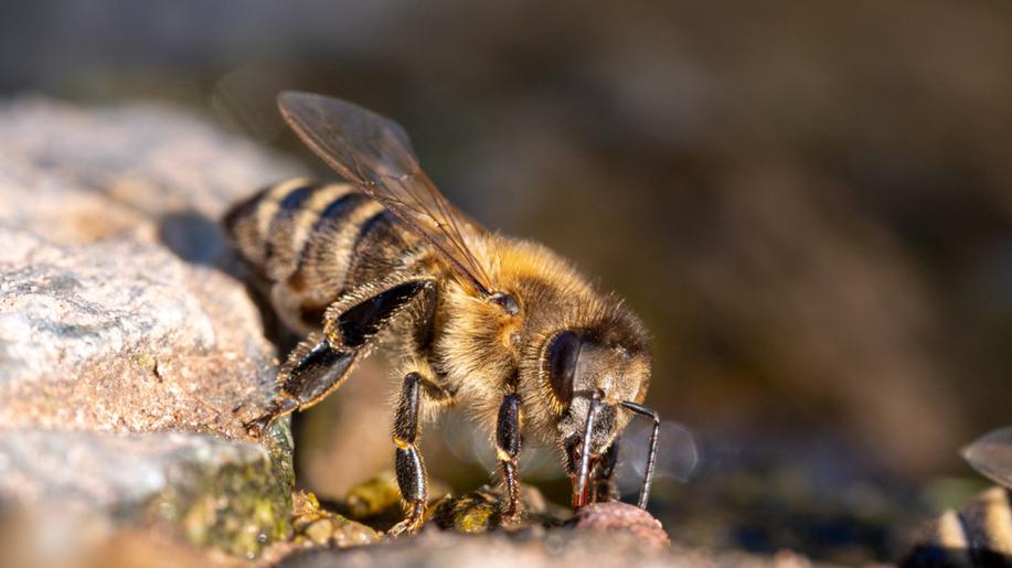 10. srpna - Nešlápněte na včelu!