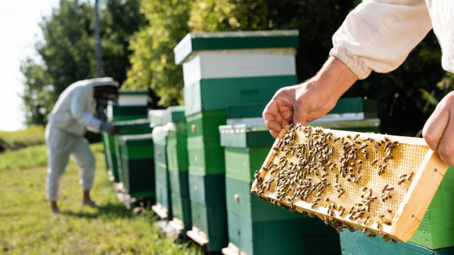 Zlínský kraj loni podpořil stovku včelařů, rozdělil mezi ně přes 1,1 mil. Kč Zlínský kraj loni podpořil stovku včelařů, rozdělil mezi ně přes 1,1 mil. Kč