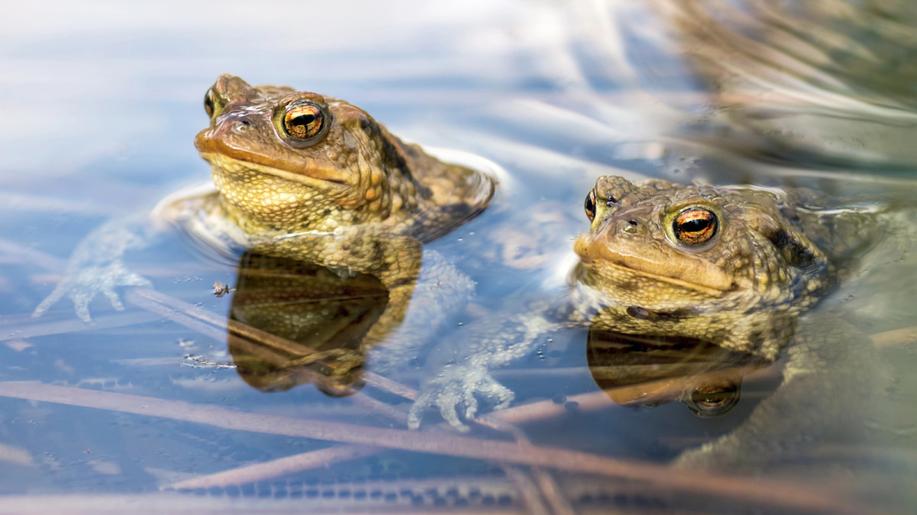 Vědci: Skokan Grafův při rozmnožování předává genom jen jednoho rodiče Vědci: Skokan Grafův při rozmnožování předává genom jen jednoho rodiče