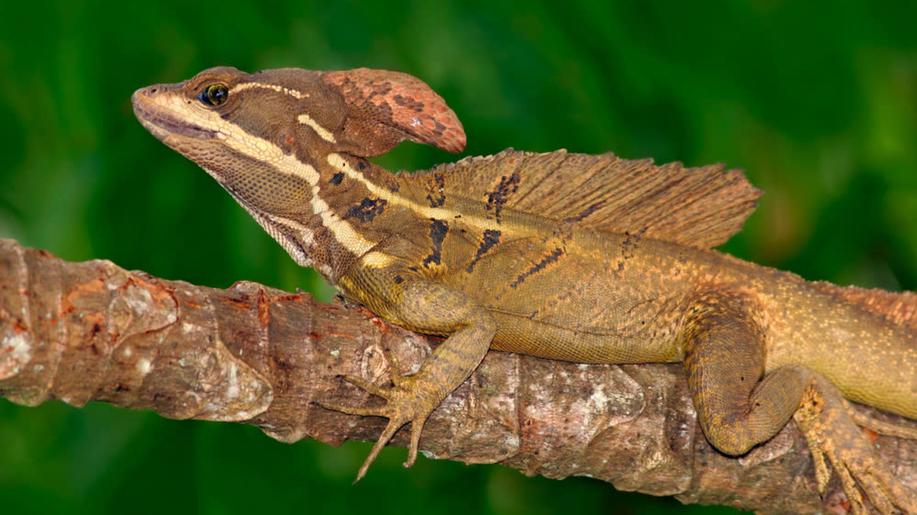 V plzeňské zoo se vylíhla mláďata ohroženého leguána a asexuálního baziliška V plzeňské zoo se vylíhla mláďata ohroženého leguána a asexuálního baziliška