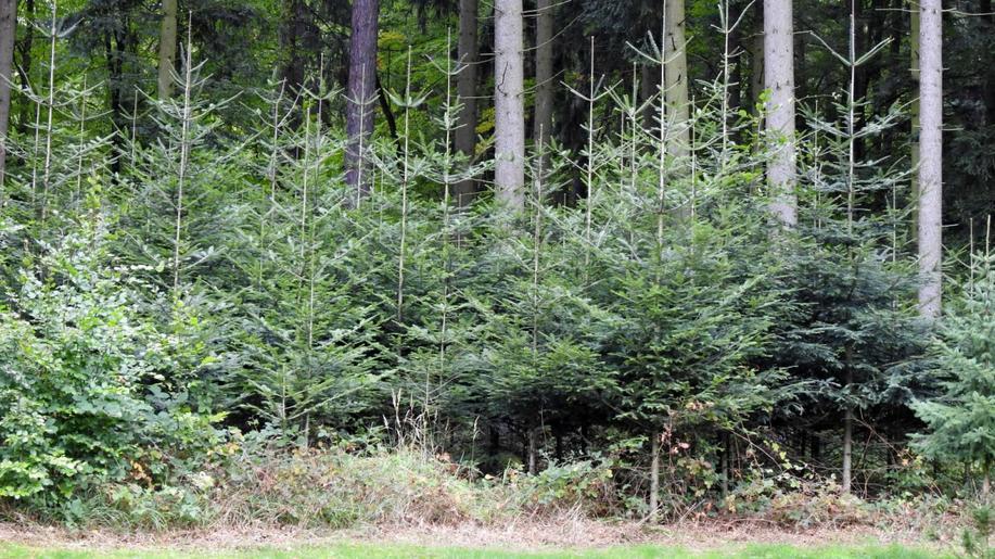 Perspektivy jedle obrovské v Čechách Perspektivy jedle obrovské v Čechách