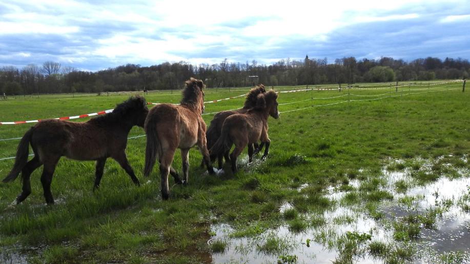 Nové stádo divokých koní přivezli ochránci přírody z Milovic na Josefovské ptačí louky