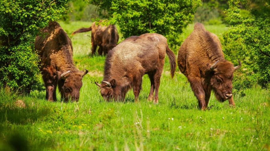 Takhle vzniká černozem. Velcí kopytníci přispívají k obohacování půdy o živiny i k ukládání uhlíku, zjistili vědci v milovické rezervaci
