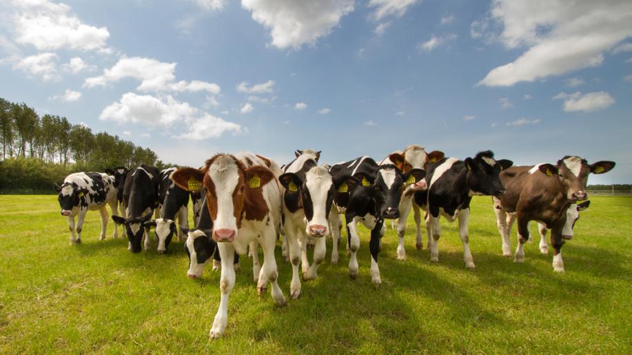 Kráva není problém, je součástí klimatické změny