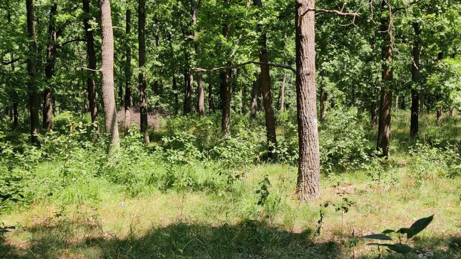 České lesy se staly jednotvárnějšími. Pestřejší otevřené lesy dlouhodobě mizí České lesy se staly jednotvárnějšími. Pestřejší otevřené lesy dlouhodobě mizí