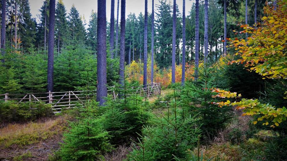 Při přestavbě našich lesů můžeme využít i přirozené obnovy smrku ztepilého