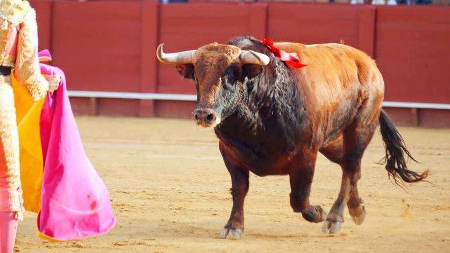 Španělské ministerstvo se rozhodlo zrušit cenu býčích zápasů a vyvolalo kritiku