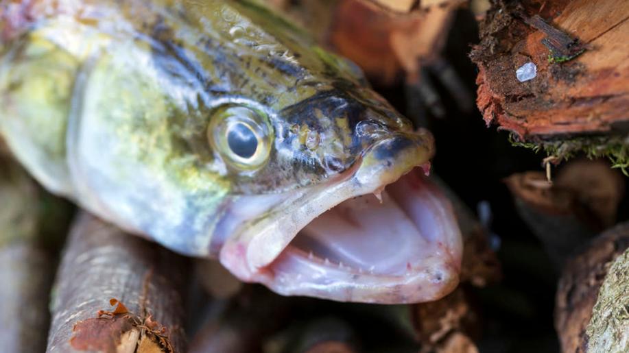 Vědci na lipenské přehradě letos sledují nezvyklý jev při rozmnožování candátů