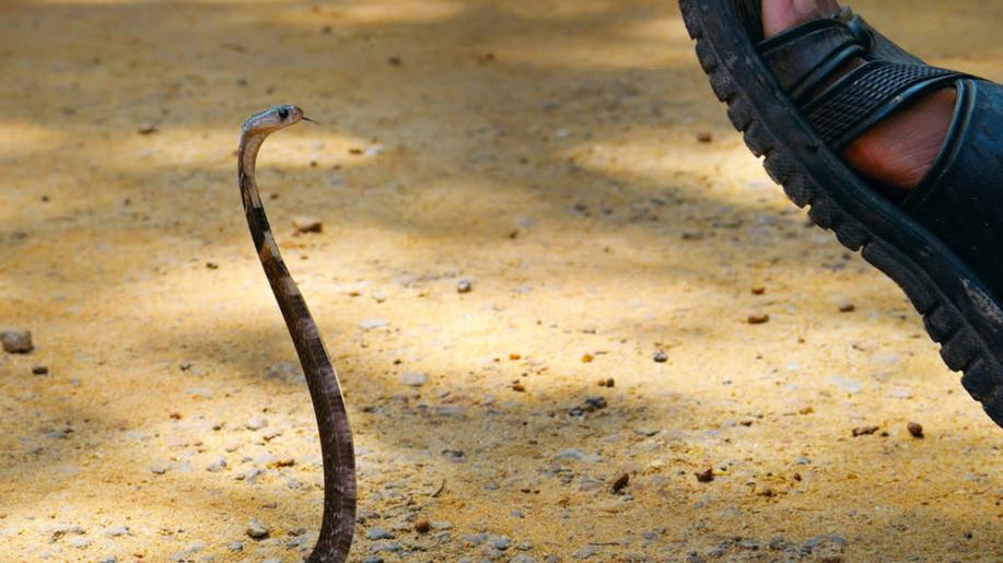 Brazilec šlápl více než 40.000krát kvůli vědeckým účelům na jedovaté hady