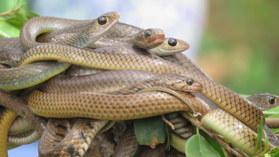 Studie: Jedovatí hadi budou kvůli globálnímu oteplování zřejmě masově migrovat