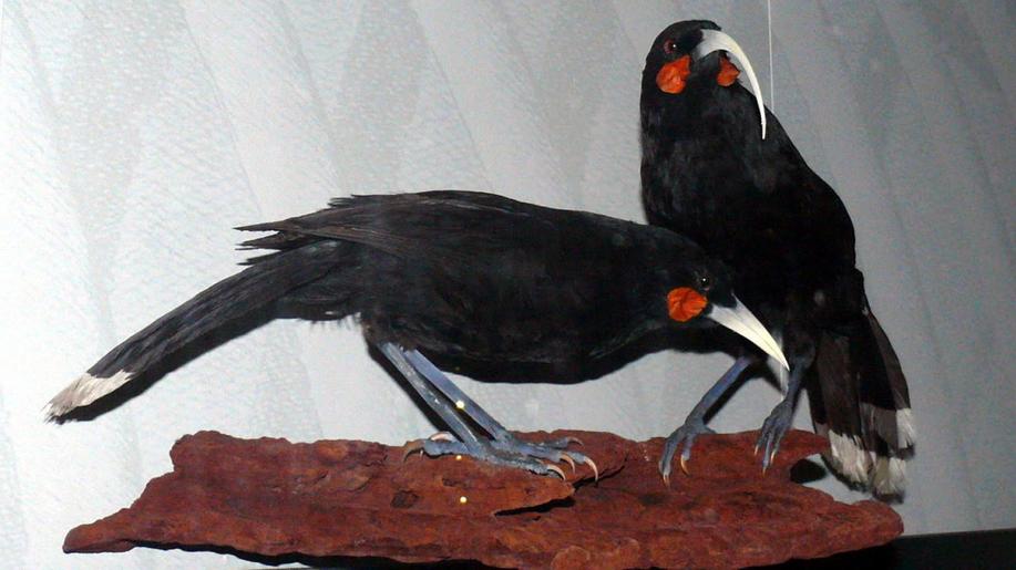 Na Novém Zélandu se vydražilo pírko vyhynulého ptáka za více než 650.000 Kč
