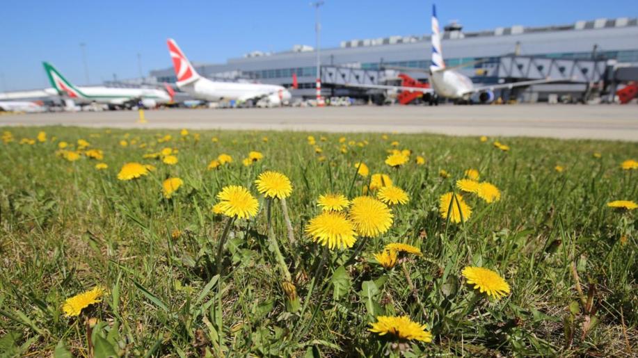 Potřebuje vaše okolí novou zeleň? Letiště Praha vyhlásilo druhý ročník programu na podporu biodiverzity