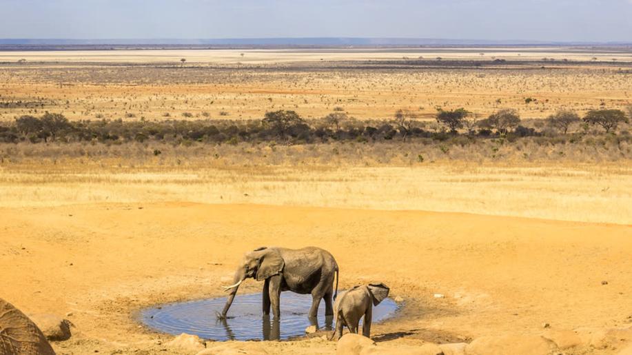 Státy na jihu Afriky se obávají, že kvůli suchu přijdou o další slony
