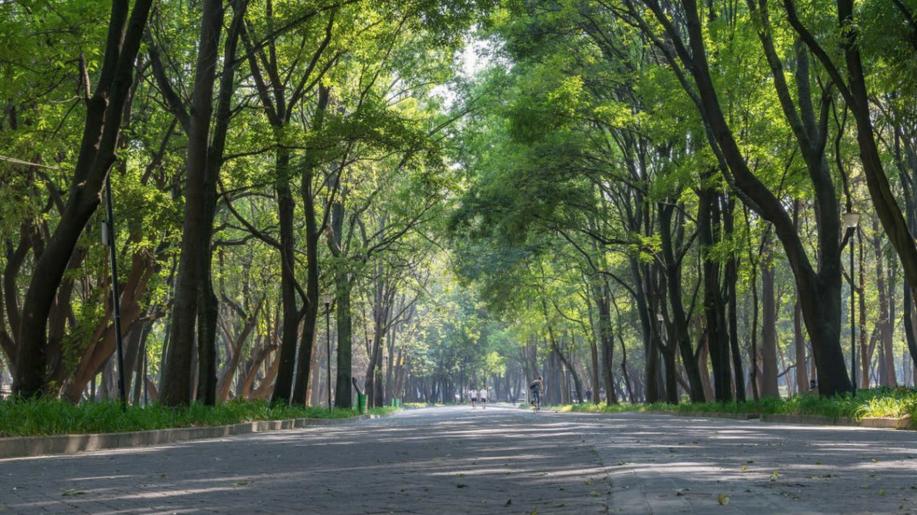 Výsadba stromů kolem silnic a cest dostane zelenou, MŽP novelou o zákona o ochraně zemědělské půdy odstraňuje zásadní problém