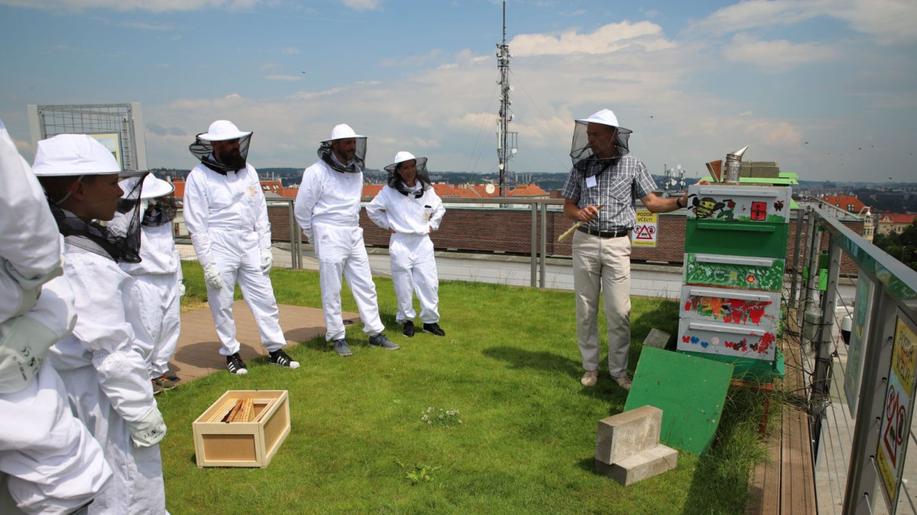 Jak chránit svět včel a dalších hmyzích opylovačů? Národní zemědělské muzeum připravilo akci Jedu v medu ke Světovému dni včel