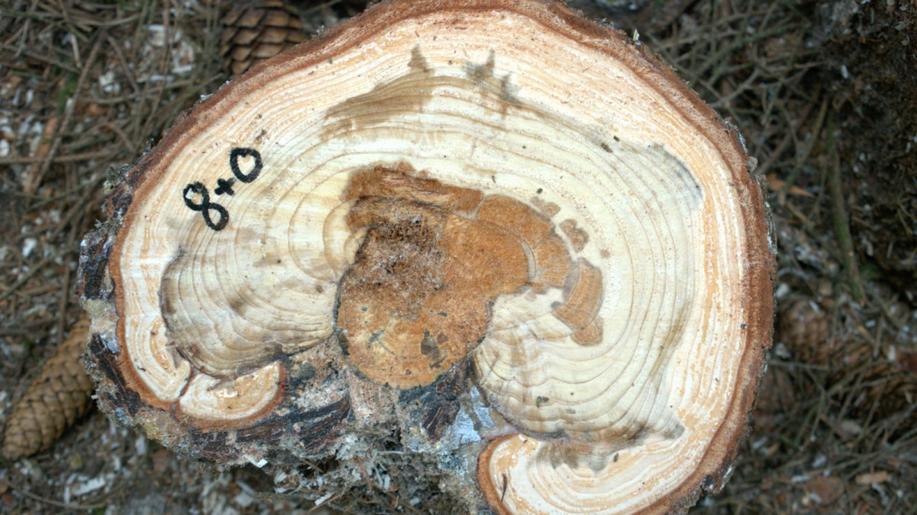 Horší než kůrovec. Přemnožená zvěř poškodí třetinu mladých lesů, za 10 let jsou škody minimálně 25 miliard korun
