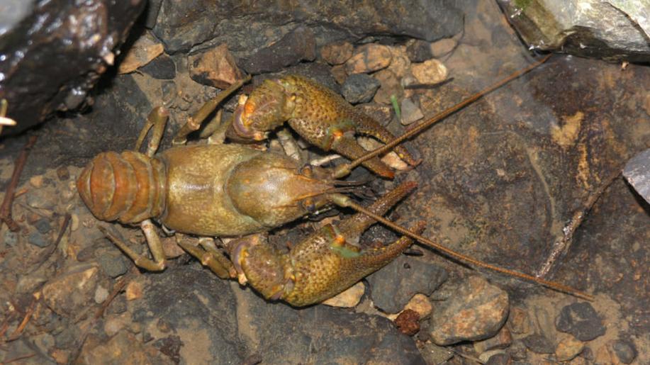 MŽP A AOPK ČR: Spouštíme záchranný program pro raka kamenáče, našeho nejvzácnějšího a kriticky ohroženého raka