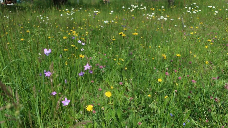 Vědci Botanického ústavu pomáhají navrátit rozmanitost českým loukám Vědci Botanického ústavu pomáhají navrátit rozmanitost českým loukám