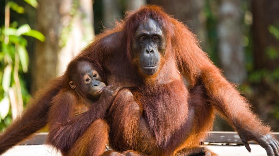 V zoo v Dublinu ukazují kojící ženy samici orangutana, jak se starat o mládě V zoo v Dublinu ukazují kojící ženy samici orangutana, jak se starat o mládě