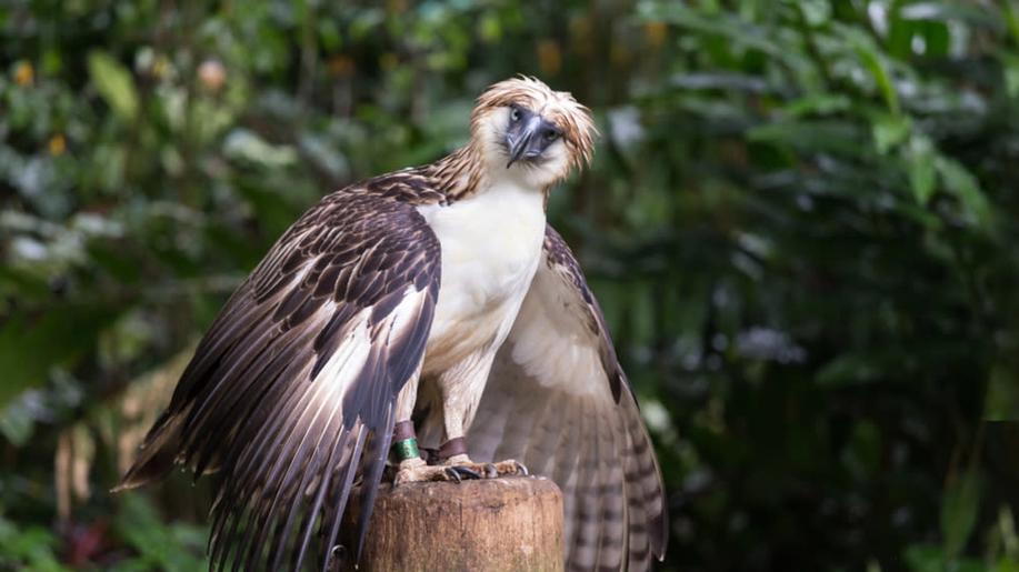 Národnímu ptáku Filipín hrozí vyhynutí. Liberecká zoo pomůže Národnímu ptáku Filipín hrozí vyhynutí. Liberecká zoo pomůže