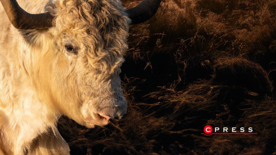 Nové knihy - PASTEVCOVY ZÁPISKY VSTUPENKA DO SVĚTA, KDE VŠEDNÍ DEN VYPADÁ  NAPROSTO JINAK NEŽ TEN VÁŠ 