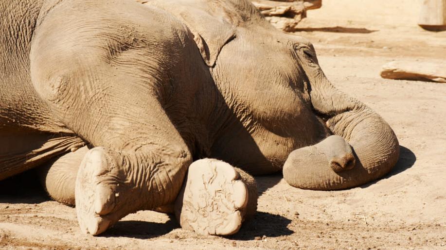 Zimbabwe odstřelí 200 slonů a maso rozdá hladovějícím lidem Zimbabwe odstřelí 200 slonů a maso rozdá hladovějícím lidem