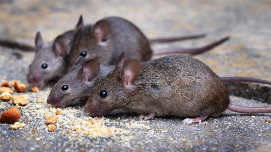 Studie: Nejrozšířenější poddruhy myši domácí kolonizovaly Evropu odlišně Studie: Nejrozšířenější poddruhy myši domácí kolonizovaly Evropu odlišně