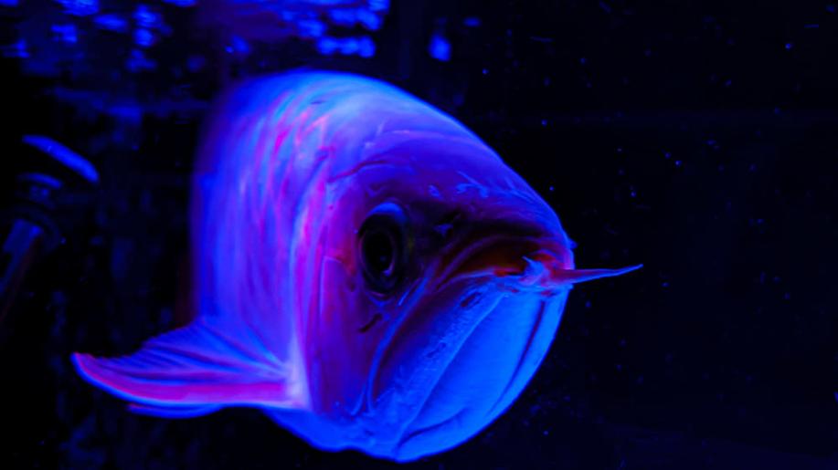 Live Science: Který z živočichů může mít najednou nejvíce potomků? Live Science: Který z živočichů může mít najednou nejvíce potomků?