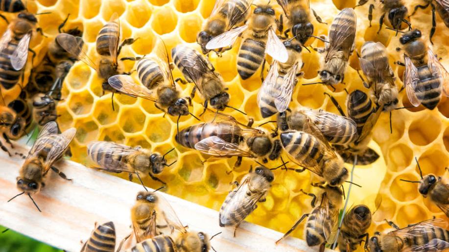 Genová databáze včel může pomoci se šlechtěním odolnějších včel v Česku Genová databáze včel může pomoci se šlechtěním odolnějších včel v Česku