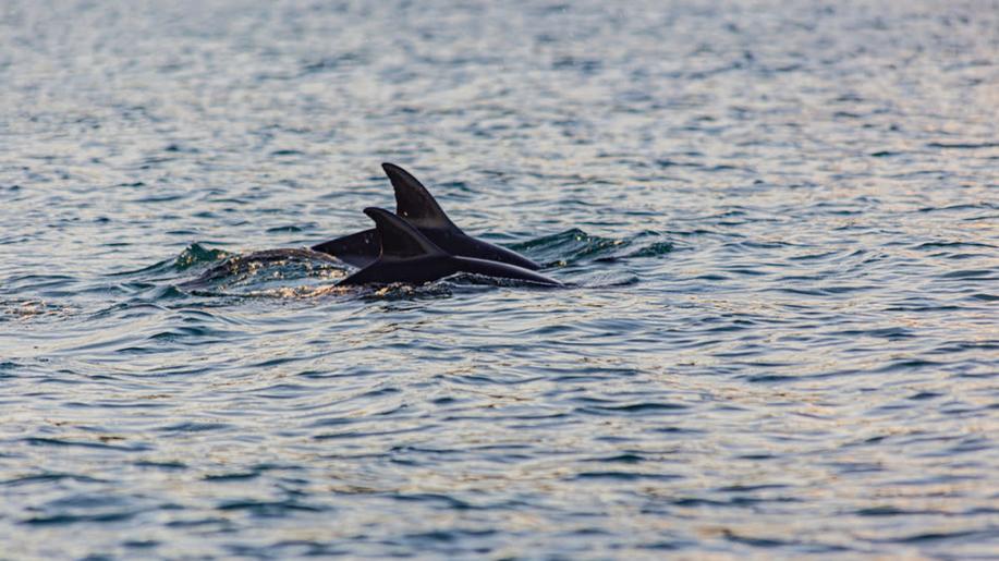 Řeka Ganga je domovem tisíců delfínů, jejich přežití je však ohroženo, píše BBC Řeka Ganga je domovem tisíců delfínů, jejich přežití je však ohroženo, píše BBC