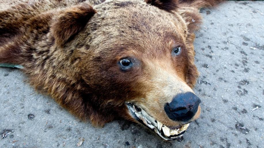 Slovenská vláda schválila odstřel 350 medvědů a mimořádnou situaci