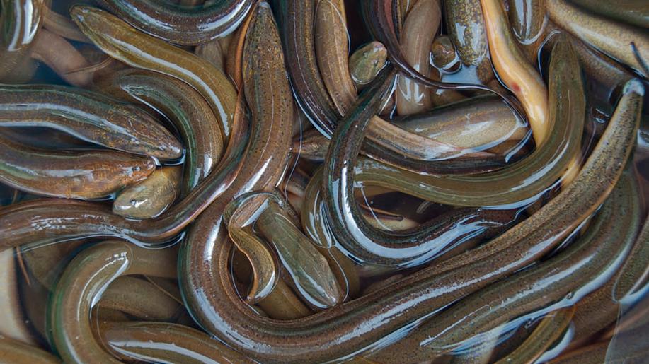 Středočeský kraj podpoří vysazování úhoře říčního