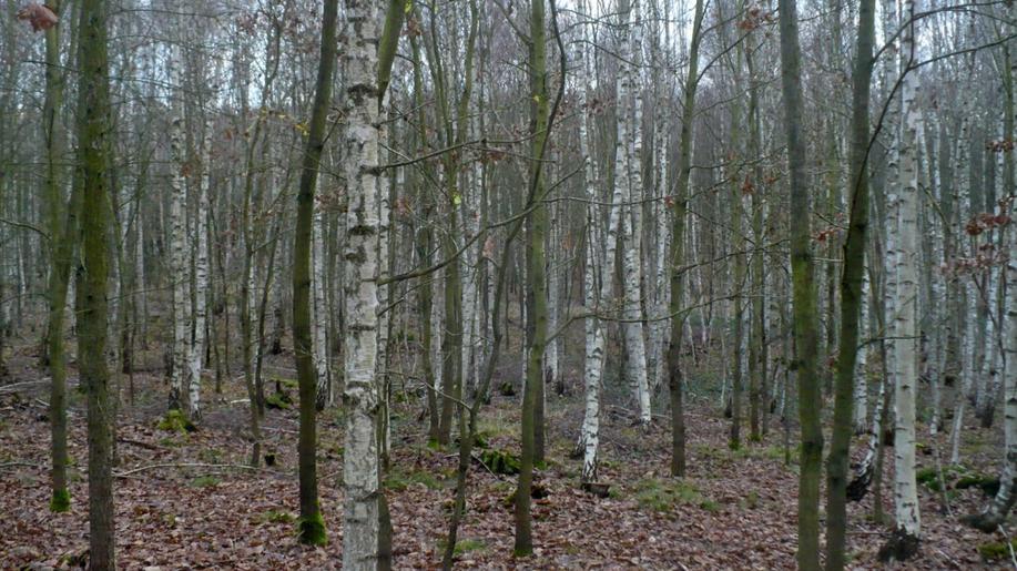 Vyplatí se získávat tepelnou energii z porostů přípravných dřevin?