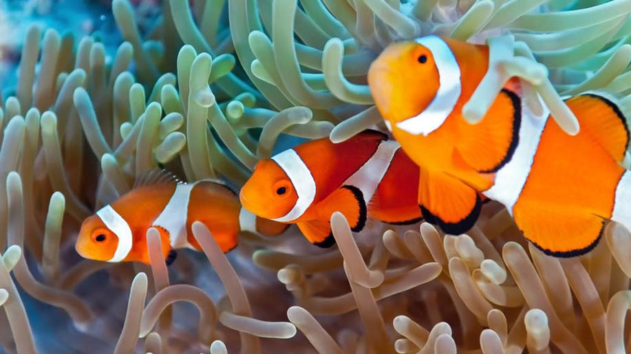 Rybky klauni se zmenšují, aby přežily oceánské vlny veder, zjistili vědci