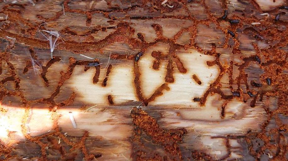 Nejen počasí, ale i věda: Nové metody ochrany lesa drží kůrovce na uzdě