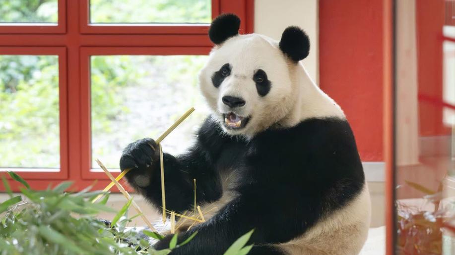 Vídeňská zoo hlásí pandí návrat
