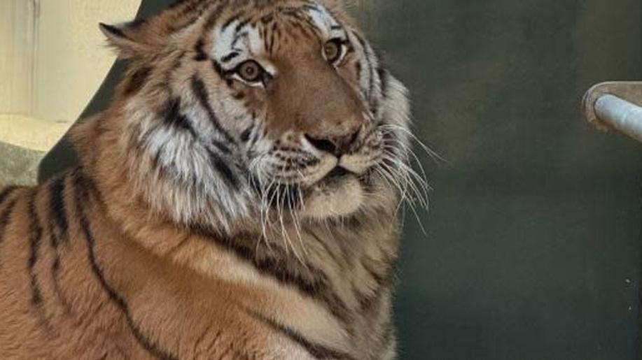 Zoo Liberec poskytla útočiště státem zabavenému tygru ussurijskému