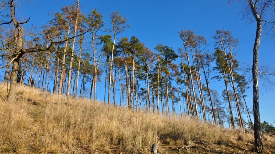 Genetická rozmanitost populací lesních dřevin zvyšuje jejich schopnost přizpůsobit se klimatickým změnám