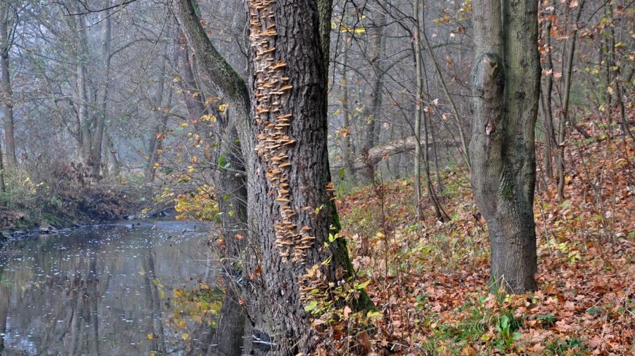Vědci v půdě na kalamitních holinách našli 11 410 druhů hub