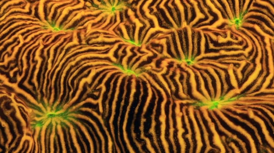 Canon, Coral Spawning Lab a Nature Seychelles spojují síly pro obnovu korálových útesů