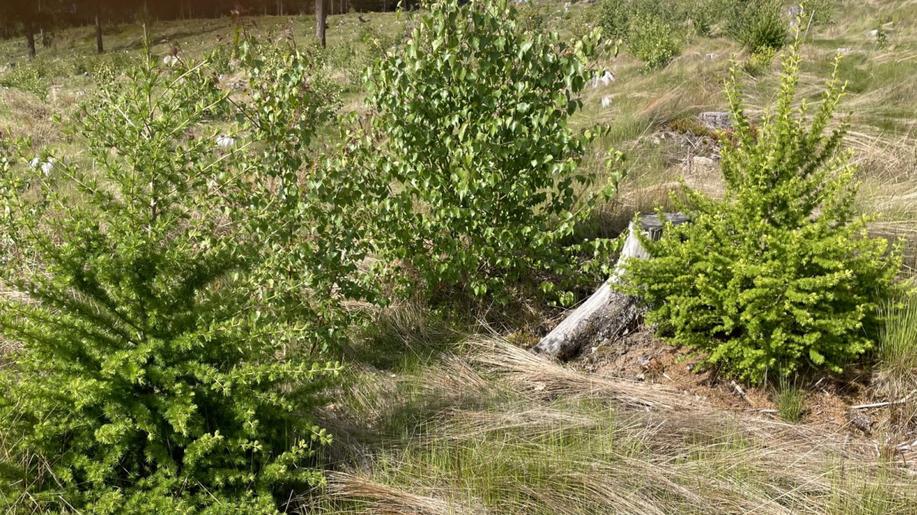 Vědci doporučují využít modřín při vícefázové obnově lesa na kalamitních holinách