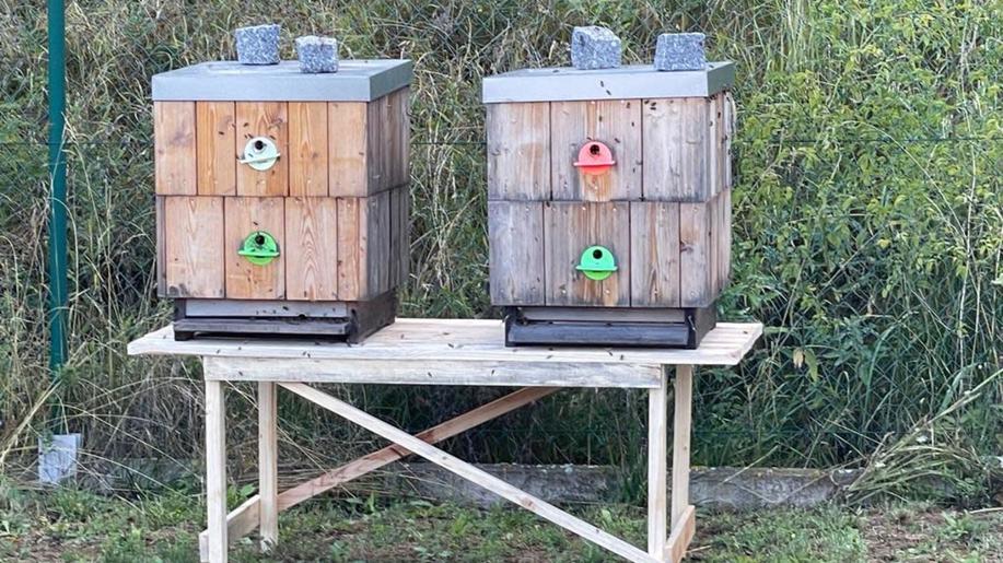 DPD rozšiřuje svůj včelařský projekt na podporu biodiverzity a lokálních komunit na svých depech