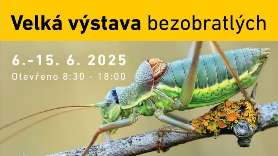 Velká výstava bezobratlých 2025: živí tvorové, které jen tak neuvidíte