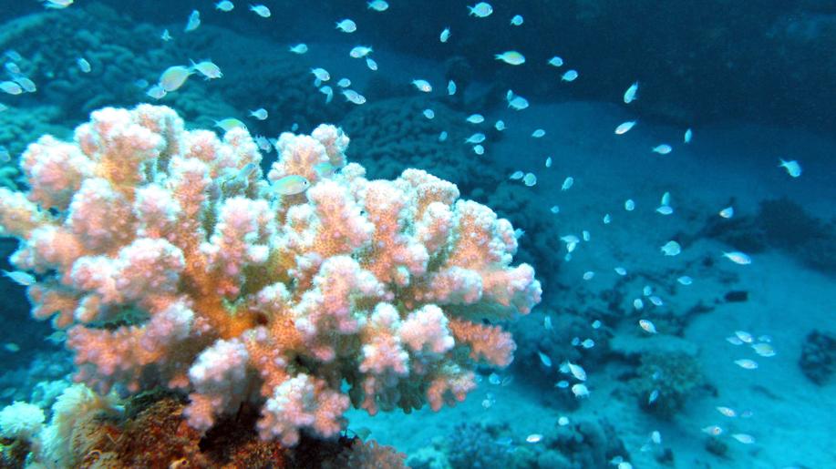 Velký bariérový útes čelí rekordnímu bělení, uvádí Australský ústav mořských věd
