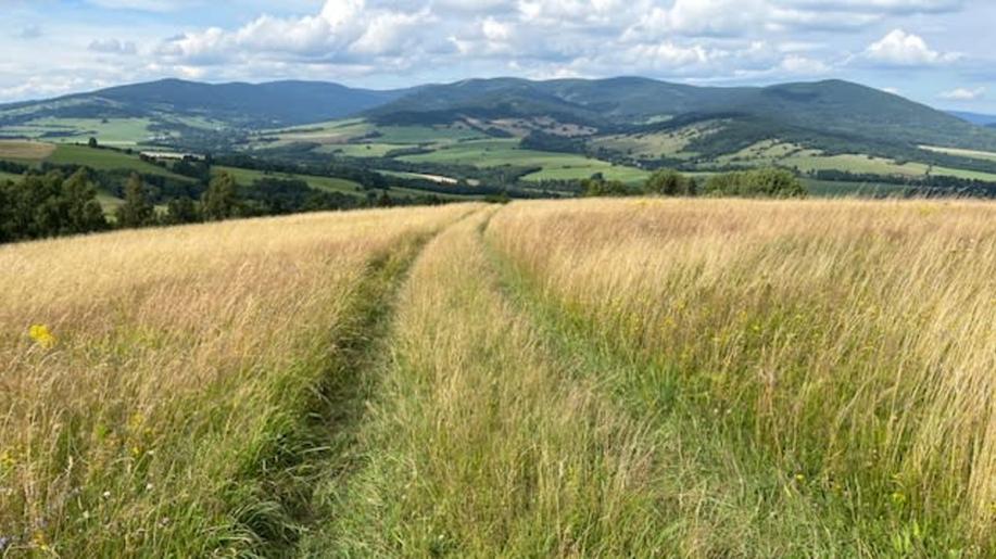 Botanici při průzkumu v Jeseníkách našli orchideje, masožravky i vzácné vrby