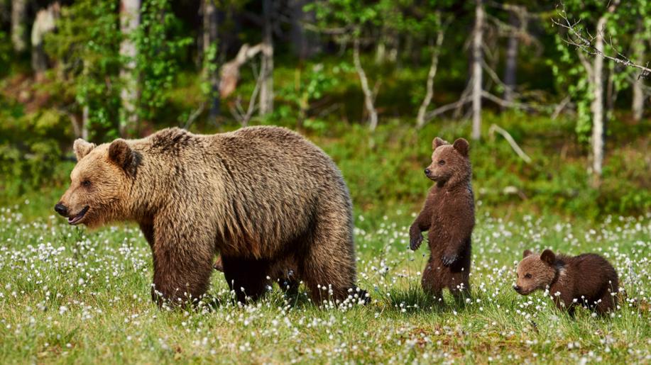 Slovensko provede podle úřadů novou analýzu počtu medvědů